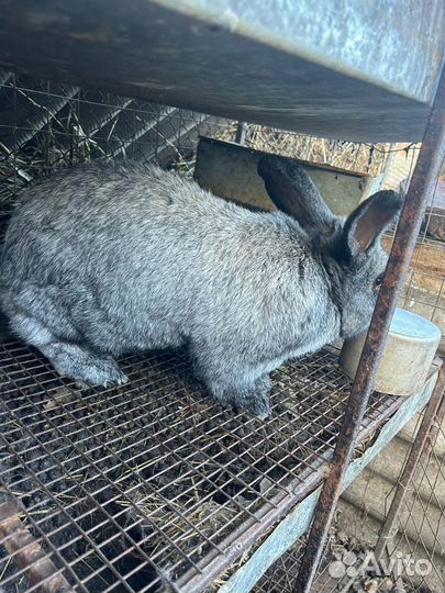 Продаются кролики