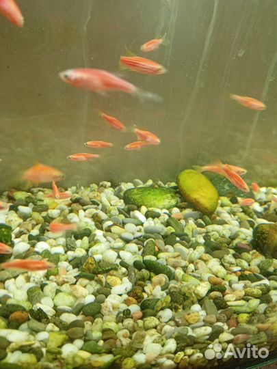 Аквариумные рыбки данио