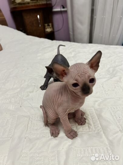 Канадский сфинкс котенок