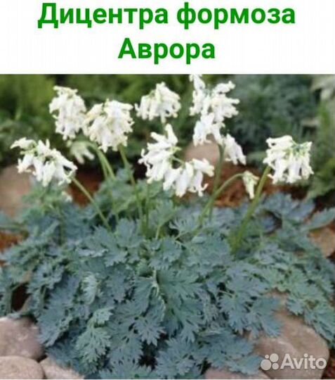 Дицентры, гелениумы, герани