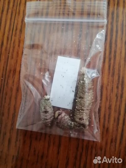 Ризомы ахименеса