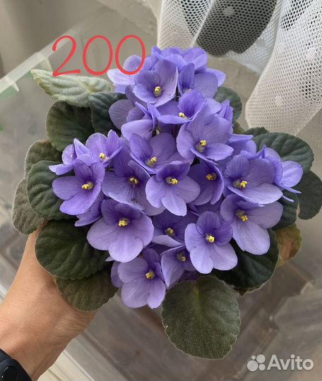 Фиалки цветущие