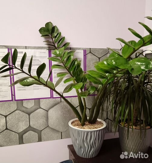 Растение Замиокулькас