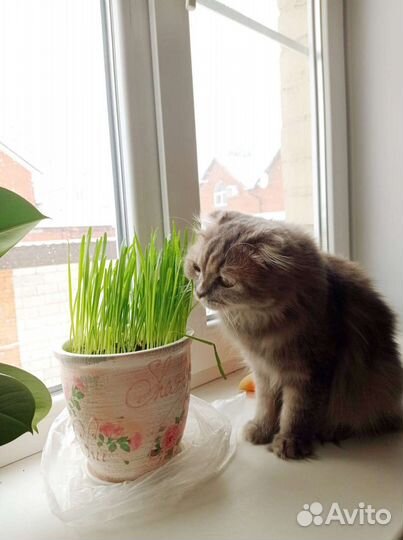 Кошка в дар