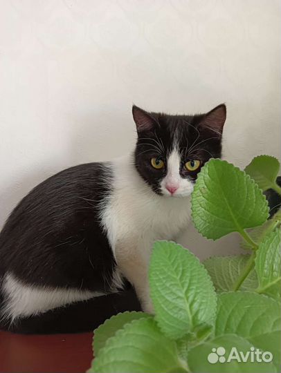 Кошечка ищет дом.Пятигорск