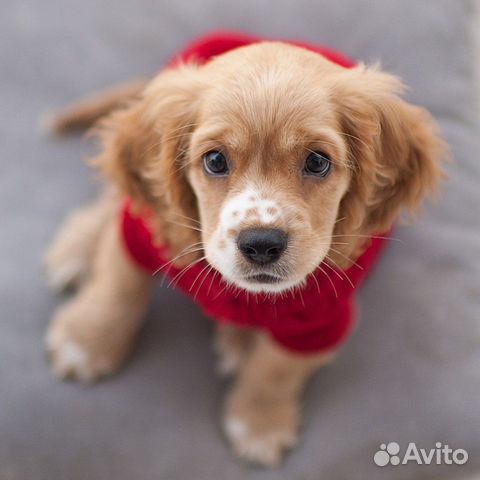 Собака пpumy в дap