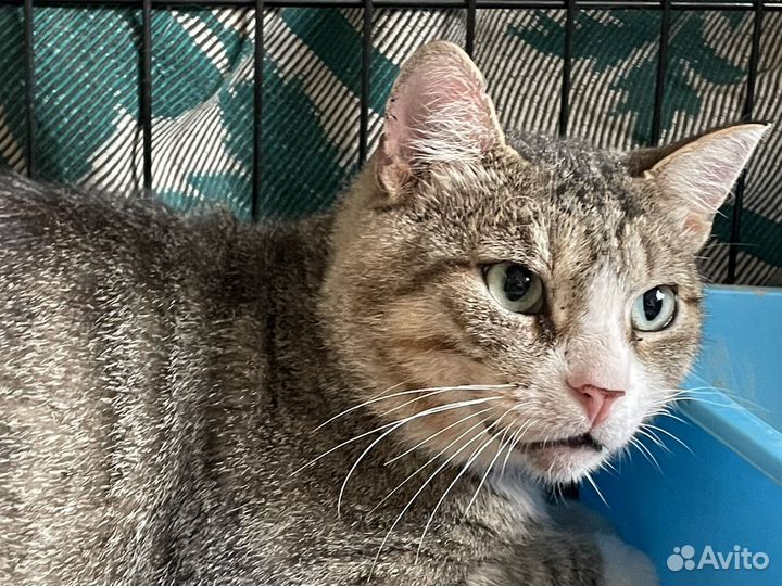 Кот в добрые руки бесплатно