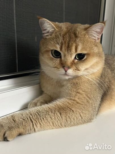 Золотая шиншилла вязка