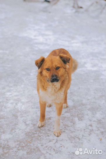Ли'се очень нужен дом Небольшая собачка