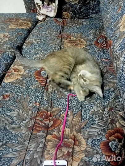 Кошка в дар