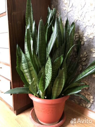 Комнатные растения