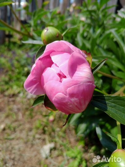 Букет пионов