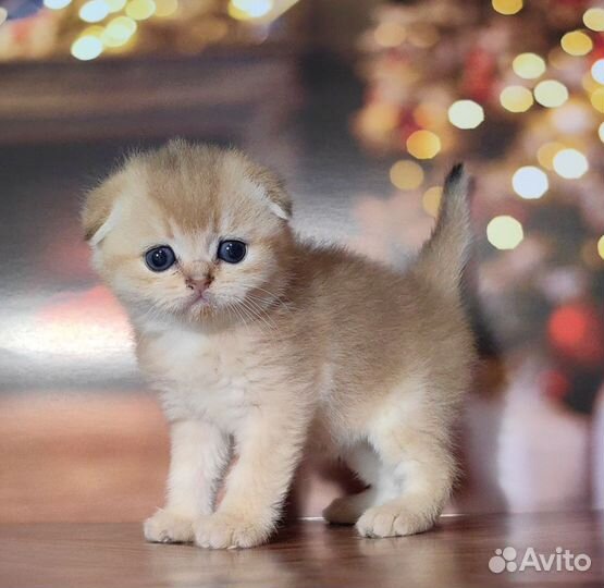 Шотландская золотая шиншилла