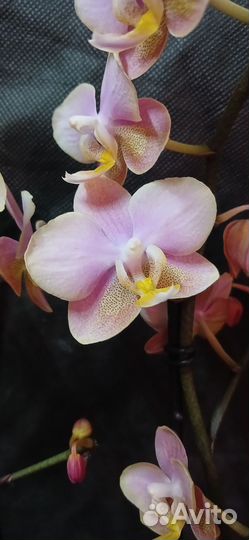 Орхидея парфюмерная фабрика фаленопсис