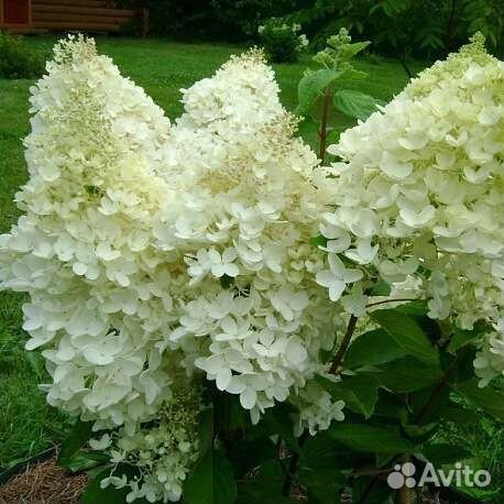 Гортензия метельчатая