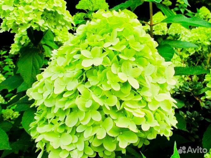 Гортензия :ваниллафрайз, грандифлора, мохито