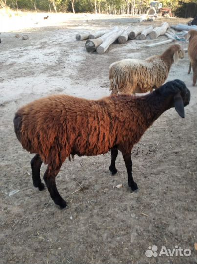 Баран гиссар