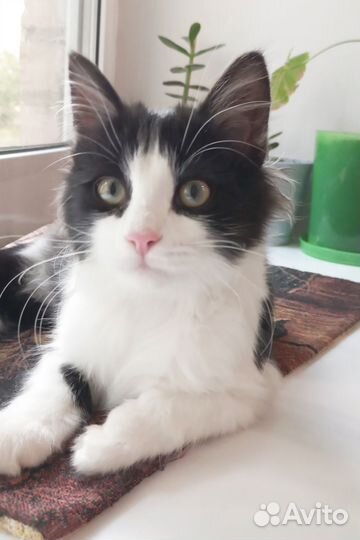 Котенок