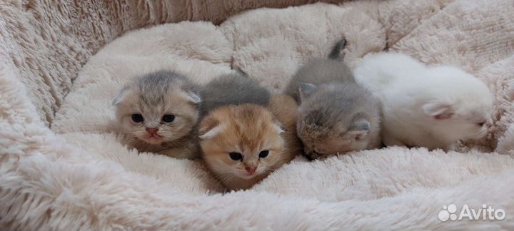 Британские котята