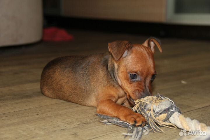 Цвергпинчер