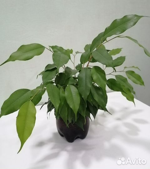 Фикус Бенджамина молодой