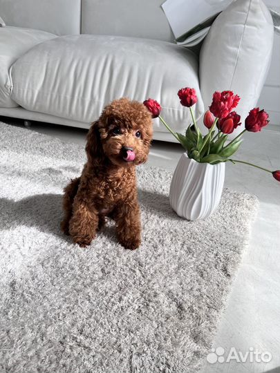 Девочка подрощенная той пудель тедди red brown