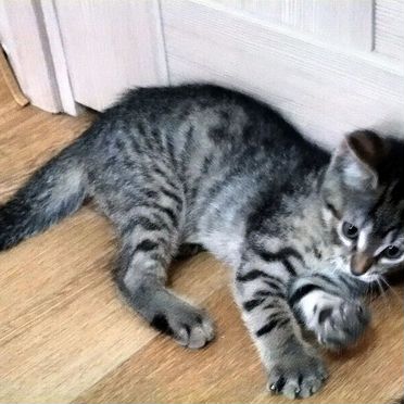 Корат котёнок