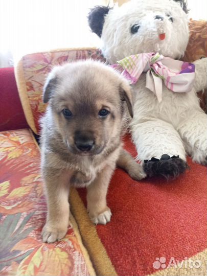 Щенки в добрые руки