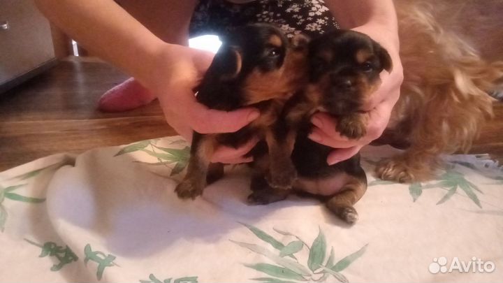 Йоркширский терьер девочка и мальчик продажа