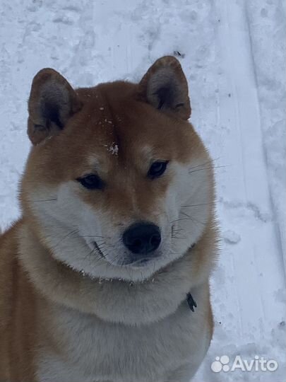 Вязка сиба ину