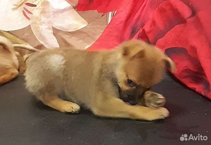 Шпиц с той терьером