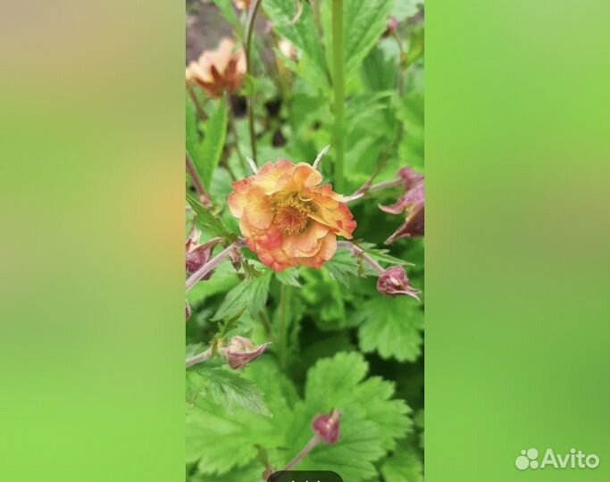 Гравилат махровый