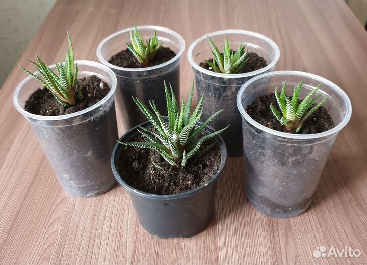 Хавортия полосатая (суккулент)