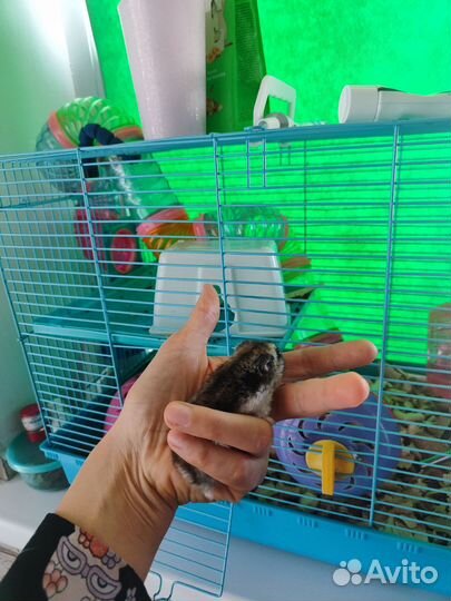 Хомяки джунгарики с клеткой