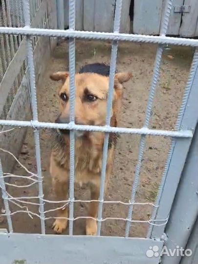 Ласковый мальчик