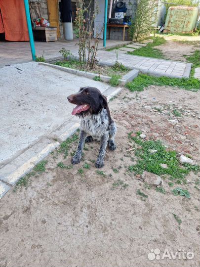 Дратхаар. Вязка