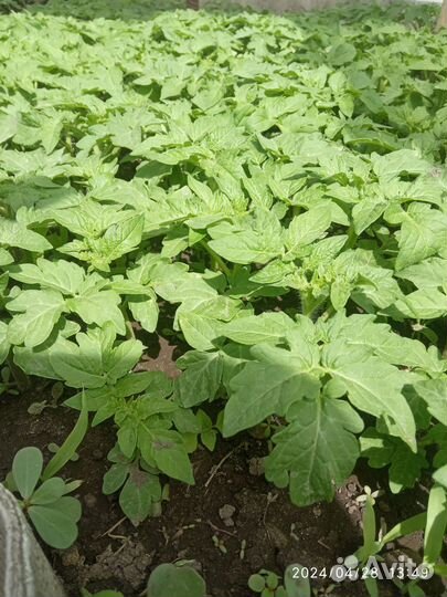 Рассада помидор