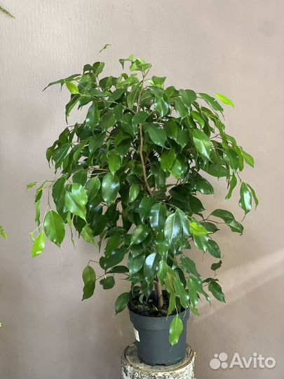 Фикус Эластика d17/90см