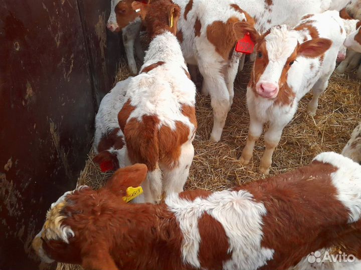 Телята бычки тёлки доставка бесплатно