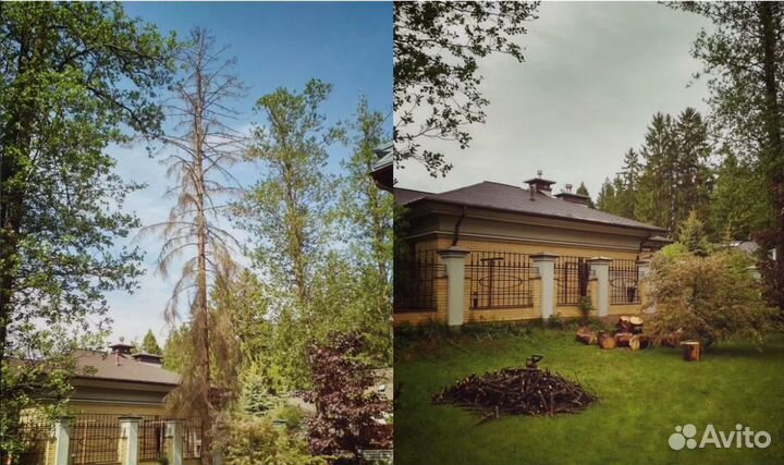 Спил деревьев