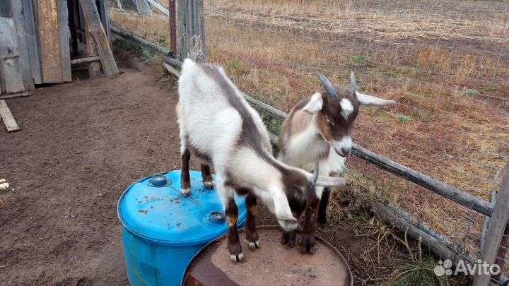 Коза дойная альпонубийка