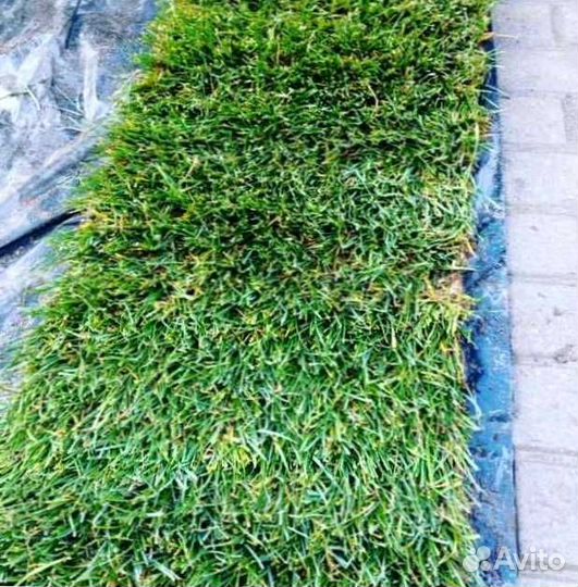 Газон. Рулонный газон