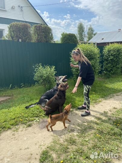 Передержка собак