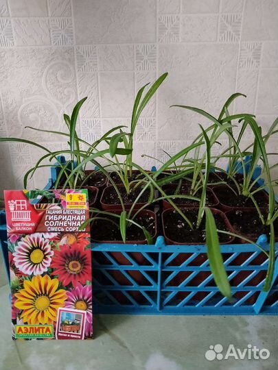 Рассада цветов