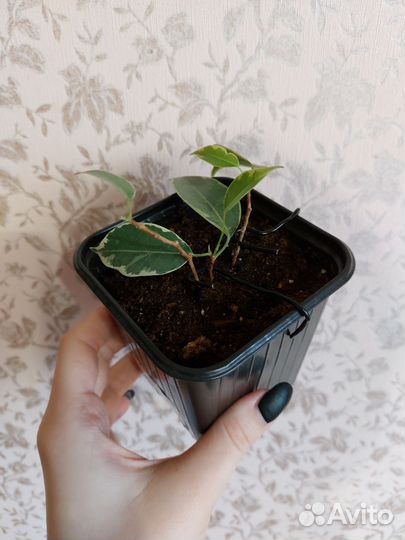 Фикус Бенджамина