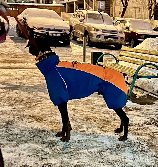 Пошив одежды для собак на заказ