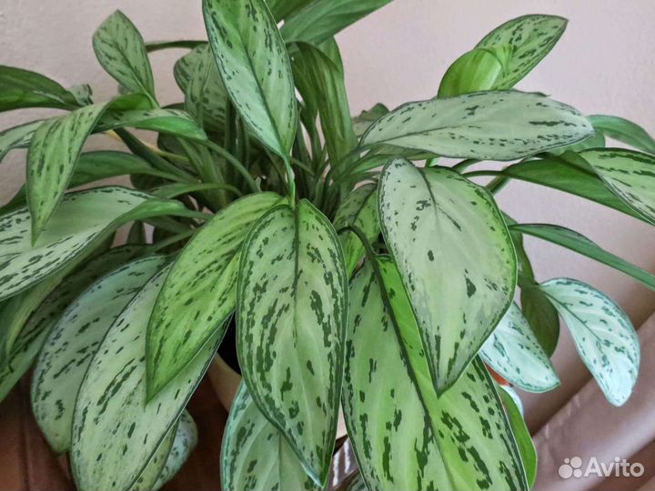 Аглаонема Silver Queen'