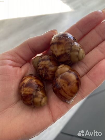 Улитки архахатина овум альбино и гипомеланик