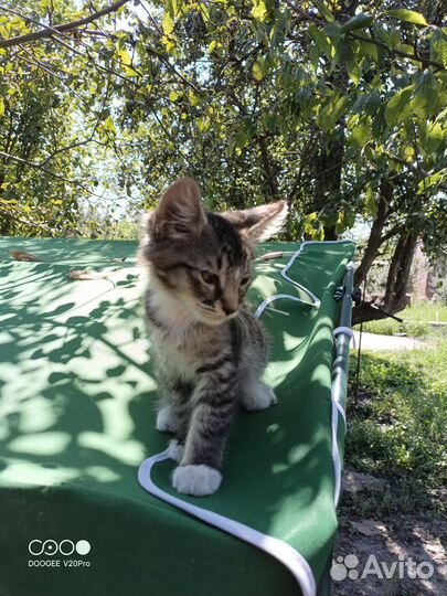 Отдам котенка в добрые