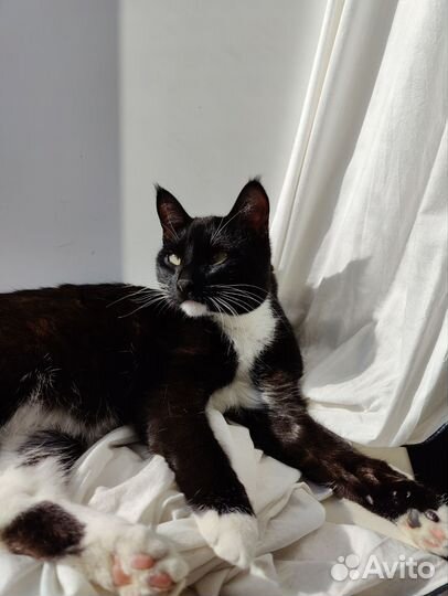 Кошка Нэнси